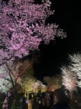 NAKED FLOWERS 2022 -桜- 世界遺産・二条城に投稿された画像（2022/4/2）