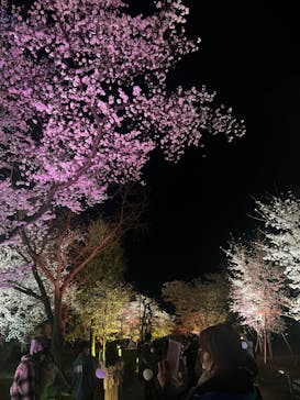 NAKED FLOWERS 2022 -桜- 世界遺産・二条城に投稿された画像（2022/4/1）