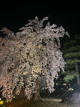 NAKED FLOWERS 2022 -桜- 世界遺産・二条城に投稿された画像（2022/4/1）