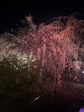 NAKED FLOWERS 2022 -桜- 世界遺産・二条城に投稿された画像（2022/4/1）