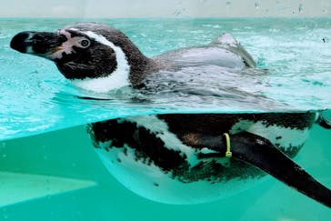 下田海中水族館に投稿された画像（2022/4/1）