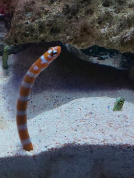 新江ノ島水族館に投稿された画像（2022/4/1）