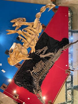 国立科学博物館　特別企画展「ポケモン化石博物館」に投稿された画像（2022/4/1）