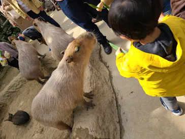 神戸どうぶつ王国に投稿された画像（2022/4/1）