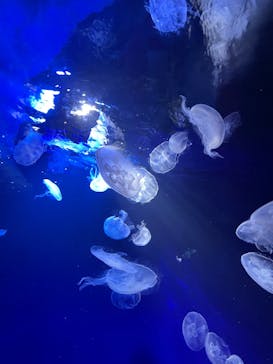 サンシャイン水族館に投稿された画像（2022/4/2）