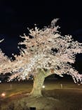 NAKED FLOWERS 2022 -桜- 世界遺産・二条城に投稿された画像（2022/4/2）