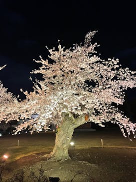 NAKED FLOWERS 2022 -桜- 世界遺産・二条城に投稿された画像（2022/4/2）