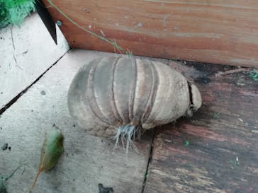 伊豆アニマルキングダムに投稿された画像（2022/4/2）