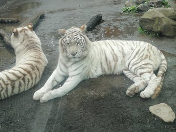 伊豆アニマルキングダムに投稿された画像（2022/4/2）