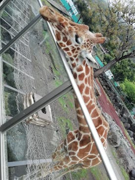 伊豆アニマルキングダムに投稿された画像（2022/4/2）