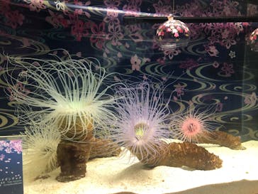 マクセル アクアパーク品川に投稿された画像（2022/4/2）