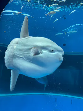 横浜・八景島シーパラダイスに投稿された画像（2022/4/2）