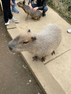 横浜・八景島シーパラダイスに投稿された画像（2022/4/2）