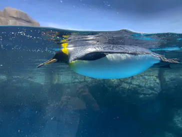 横浜・八景島シーパラダイスに投稿された画像（2022/4/2）