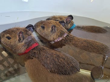 おさるランド＆アニタウン　日光さる軍団劇場に投稿された画像（2022/4/2）