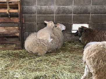 まかいの牧場に投稿された画像（2022/4/2）