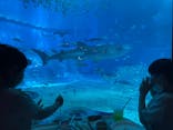 沖縄美ら海水族館に投稿された画像（2022/4/2）