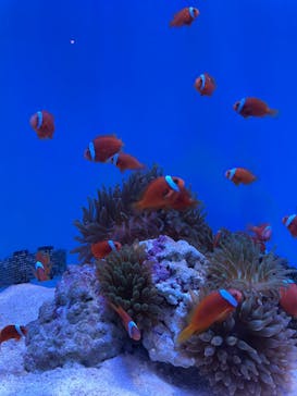 沖縄美ら海水族館に投稿された画像（2022/4/2）