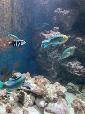 沖縄美ら海水族館に投稿された画像（2022/4/2）