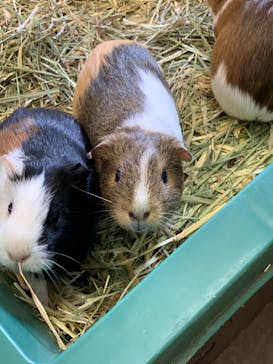 アロハガーデンたてやまに投稿された画像（2022/4/2）