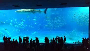 沖縄美ら海水族館に投稿された画像（2022/4/2）
