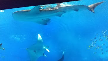 沖縄美ら海水族館に投稿された画像（2022/4/2）