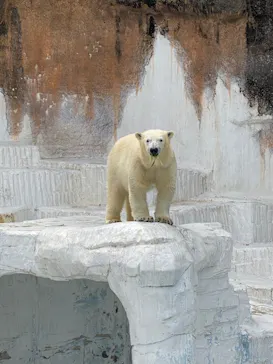 天王寺動物園に投稿された画像（2022/4/2）