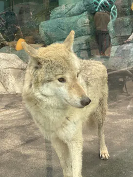 天王寺動物園に投稿された画像（2022/4/2）