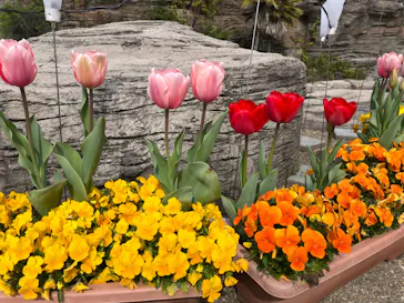 ひらかたパークに投稿された画像（2022/4/2）