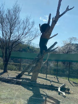 群馬サファリパークに投稿された画像（2022/4/2）