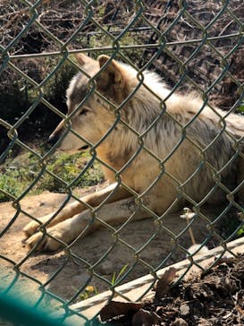 群馬サファリパークに投稿された画像（2022/4/2）