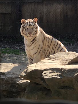 群馬サファリパークに投稿された画像（2022/4/2）