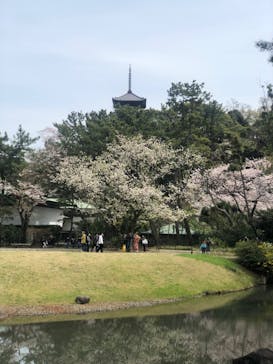 三溪園に投稿された画像（2022/4/2）