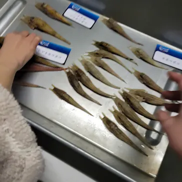 横浜・八景島シーパラダイスに投稿された画像（2022/4/2）