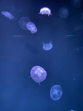 サンシャイン水族館に投稿された画像（2022/4/2）