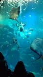 新江ノ島水族館に投稿された画像（2022/4/2）