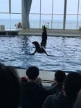 アクアワールド茨城県大洗水族館に投稿された画像（2022/4/2）