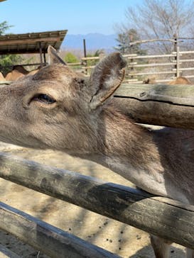 群馬サファリパークに投稿された画像（2022/4/2）
