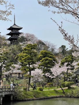 三溪園に投稿された画像（2022/4/2）