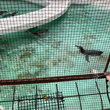 天王寺動物園に投稿された画像（2022/4/2）