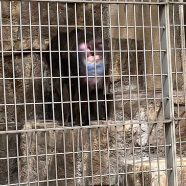 天王寺動物園に投稿された画像（2022/4/2）