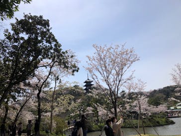 三溪園に投稿された画像（2022/4/2）