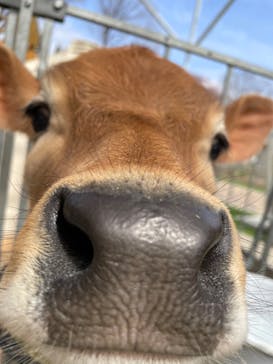 まかいの牧場に投稿された画像（2022/4/2）