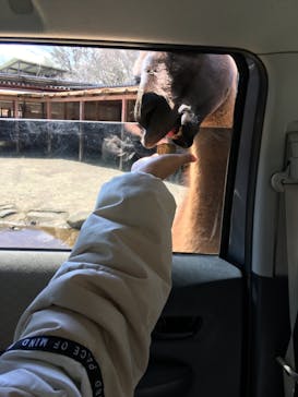 東北サファリパークに投稿された画像（2022/4/2）