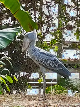 神戸どうぶつ王国に投稿された画像（2022/4/2）