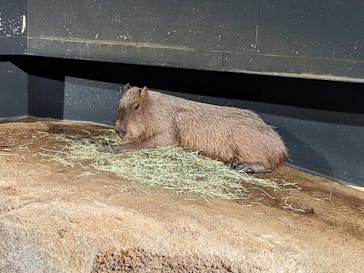 マクセル アクアパーク品川に投稿された画像（2022/4/2）