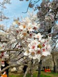 大阪城公園 西の丸庭園に投稿された画像（2022/4/2）