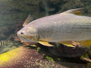 サンシャイン水族館に投稿された画像（2022/4/2）