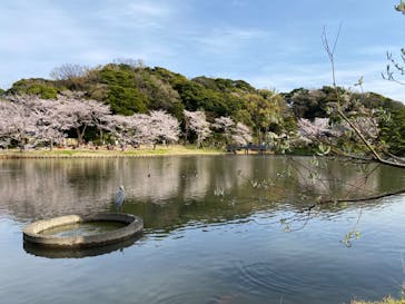 三溪園に投稿された画像（2022/4/2）