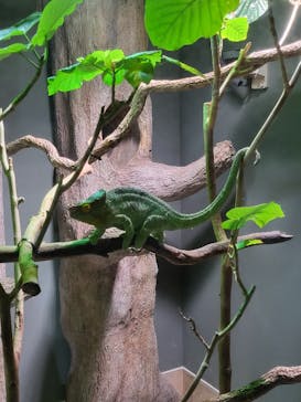 カワスイ 川崎⽔族館に投稿された画像（2022/4/2）